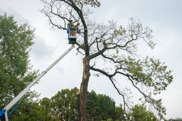 Tree and Shrub Care in Cheshire Village, CT