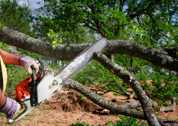 Best Lawn Grading and Leveling  in Cheshire Village, CT